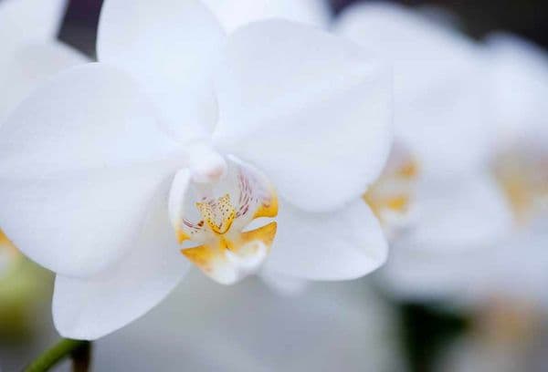 Balta orchidėja