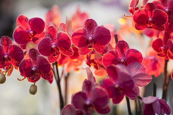 Orchidėjų žiedas