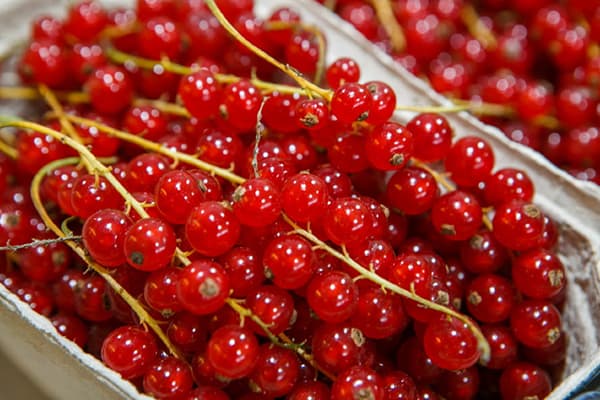Red Ribes