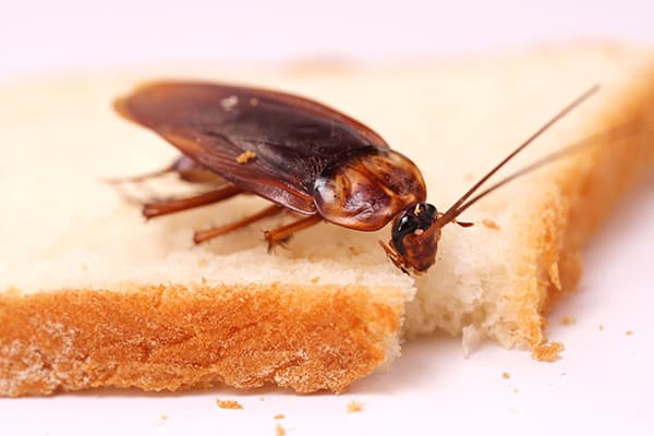 Tarakonas ant duonos gabalėlio