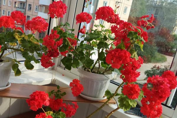 Vazonai su pelargonijomis ant lodžijos