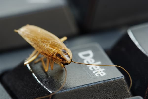Tarakonas ant klaviatūros
