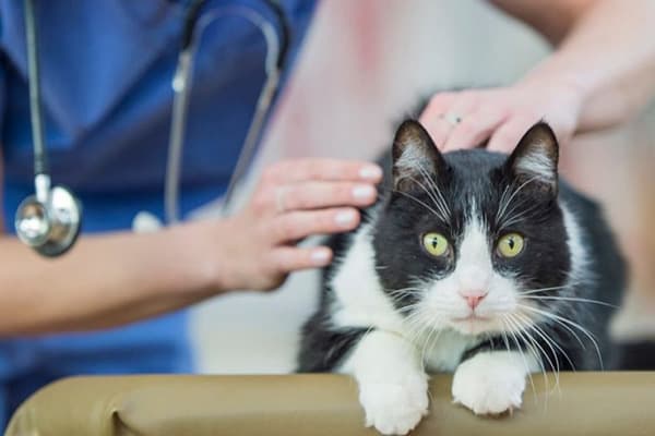 Katę apžiūri veterinaras