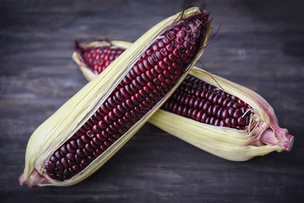 Violetinės spalvos kukurūzai