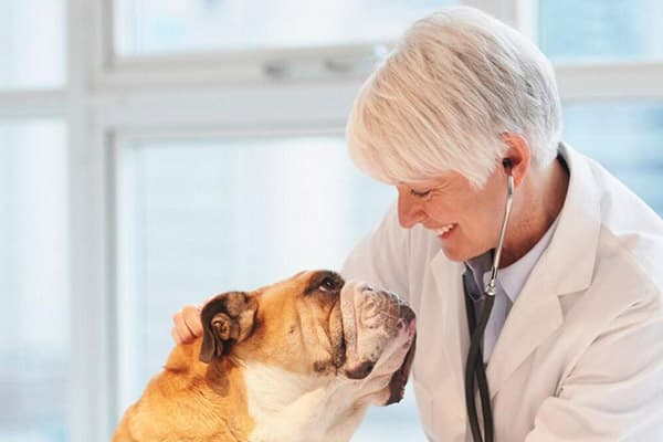 Veterinaras su šunimi