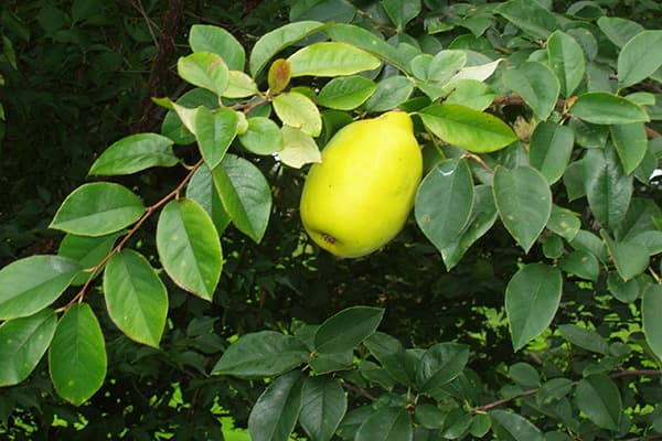 Kininis svarainis
