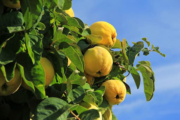 Citrininis svarainis