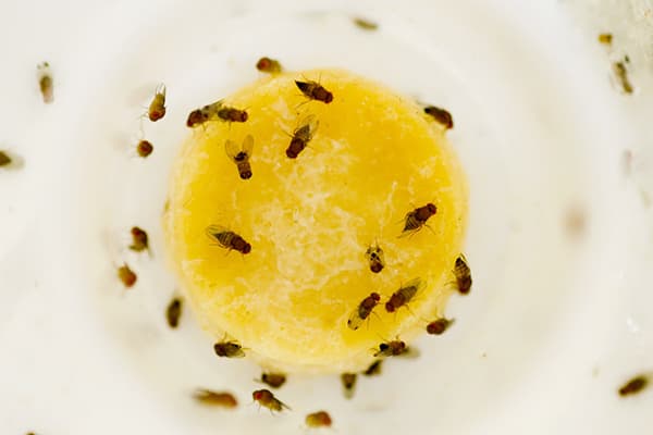 Midges ant vaisių tyrės