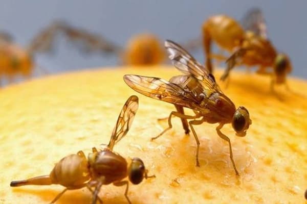 Drosophila