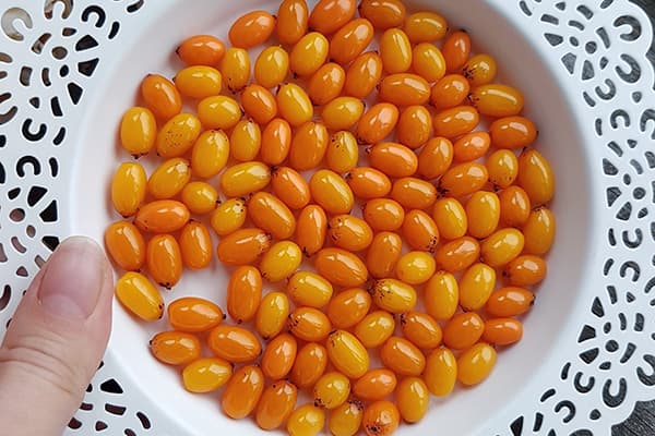 Lėkštė su šaltalankių uogomis