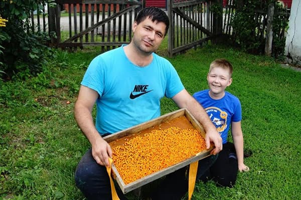 Tėtis ir sūnus su šaltalankių derliumi