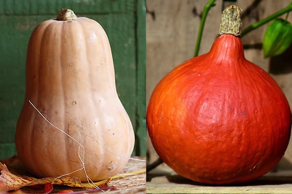 Butternut skvošas – Butternut ir Hokaido
