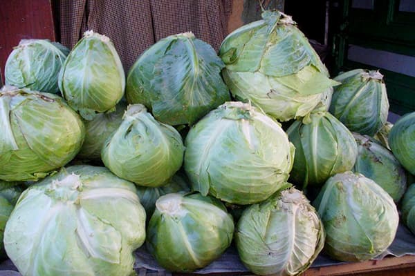 Baltųjų kopūstų laikymas