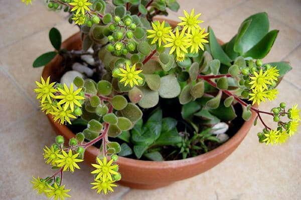 Aichrizonas
