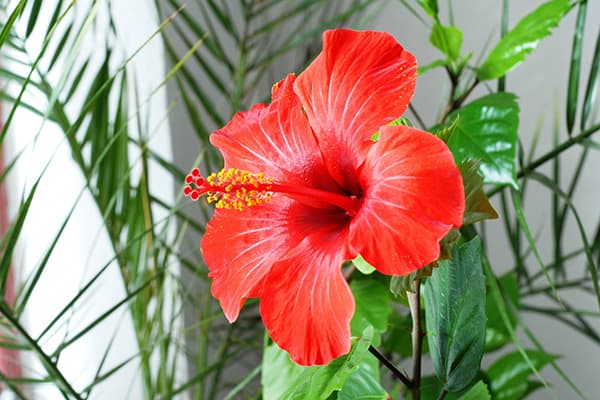Hibiscus žydi