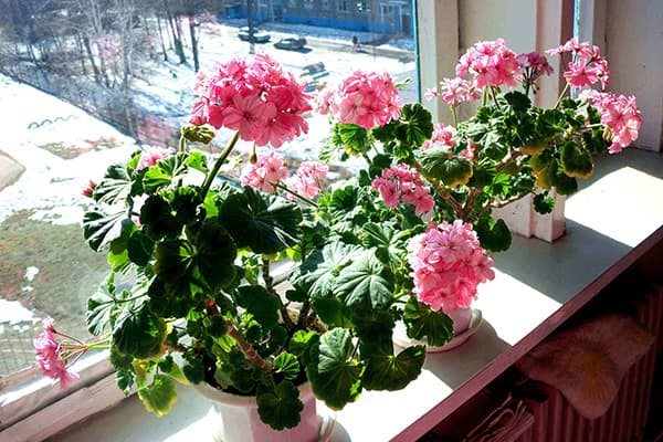 Rožinė pelargonija ant palangės