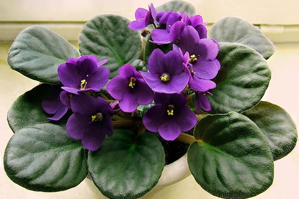 Violetinė