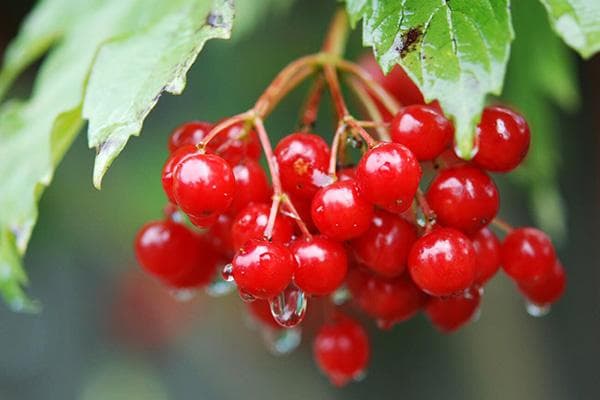 Viburnum po lietaus