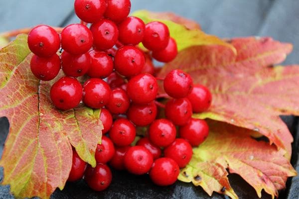 Viburnum uogos ir lapai