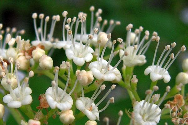 Viburnum žiedynas