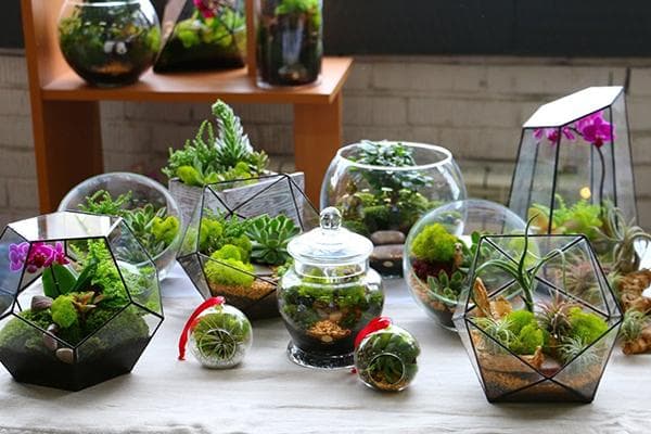 Įvairių tipų florariumai