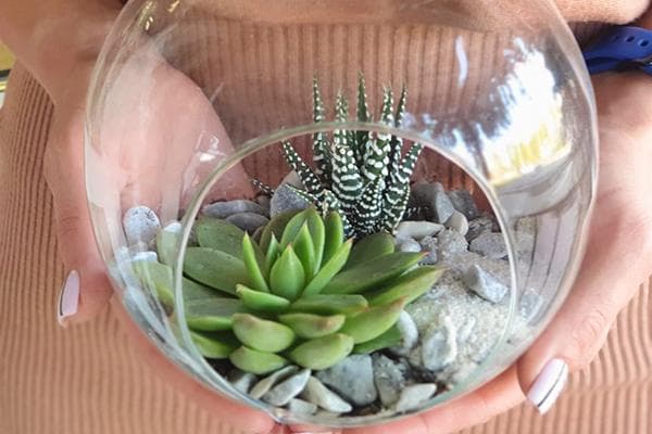 Kamuolio formos florariumas su sukulentais