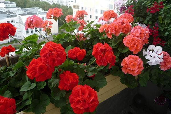 Pelargonijos balkone
