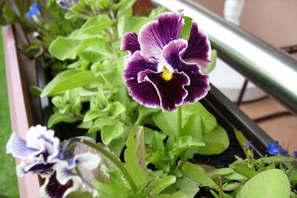 Pansy (altas)