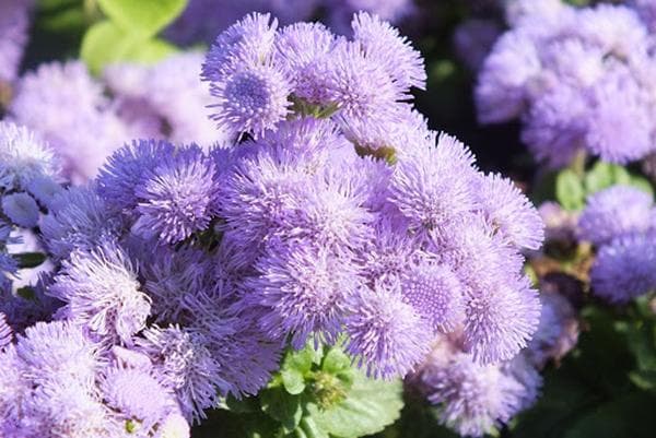 Žydintis ageratum