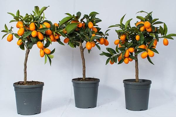 Kumquats vazonuose