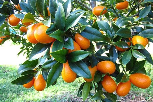 Kumquat vaisiai ant medžio