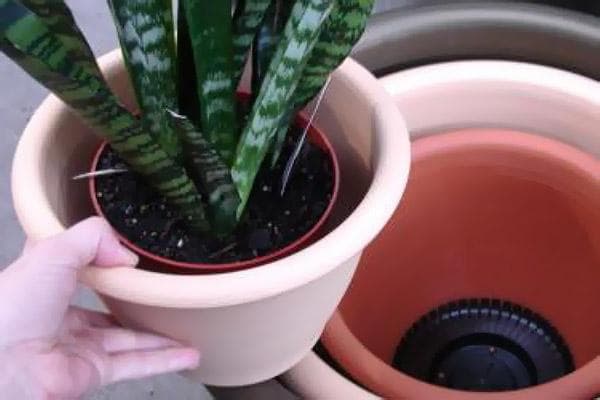 Renkantis naują puodą Sansevieria