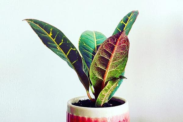 Krotonas puode