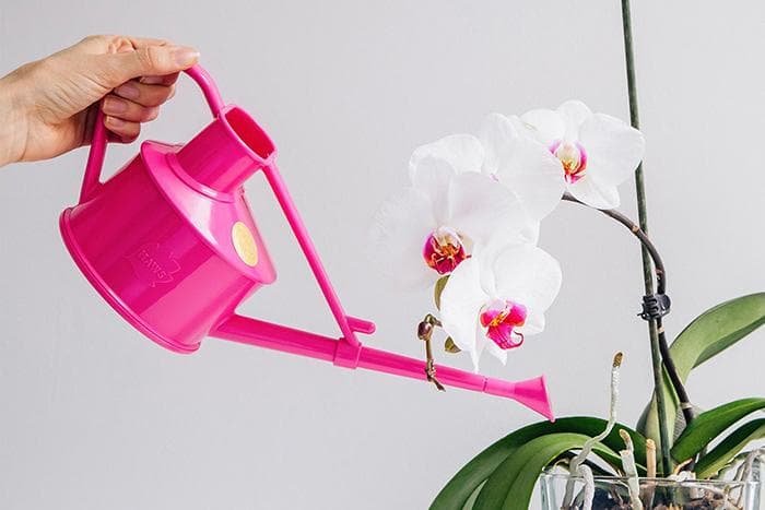 Orchidėjų laistymas