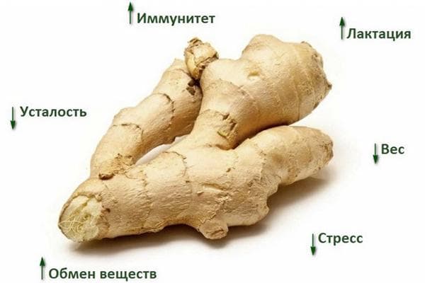 Imbiero šaknies savybės