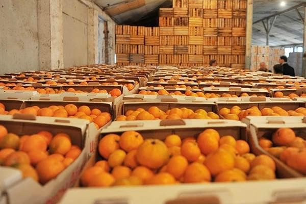 Mandarinai dėžėse sandėlyje