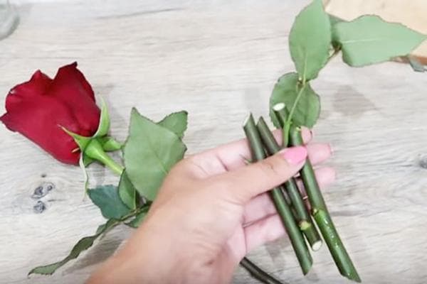 Auginiai rožėms iš puokštės įsišaknyti