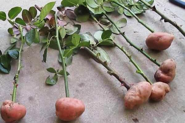 Rožių auginių įsišaknijimas bulvėse