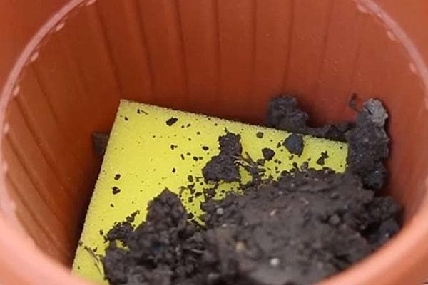 Kempinėlė kaip filtras gėlių vazonui