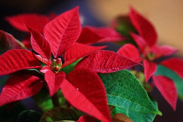 Euphorbia poinsettia