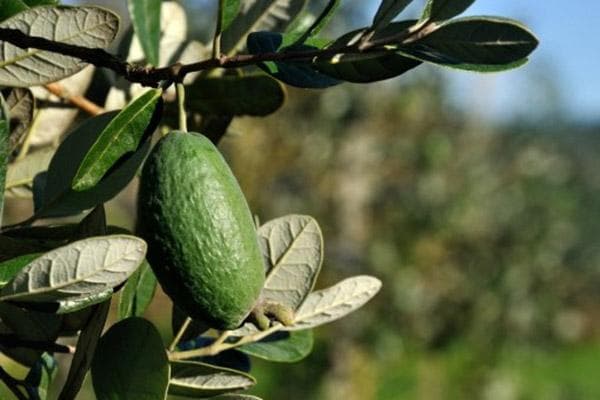Feijoa vaisinis