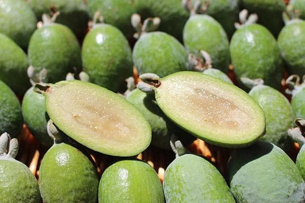 Feijoa vaisiai skyriuje