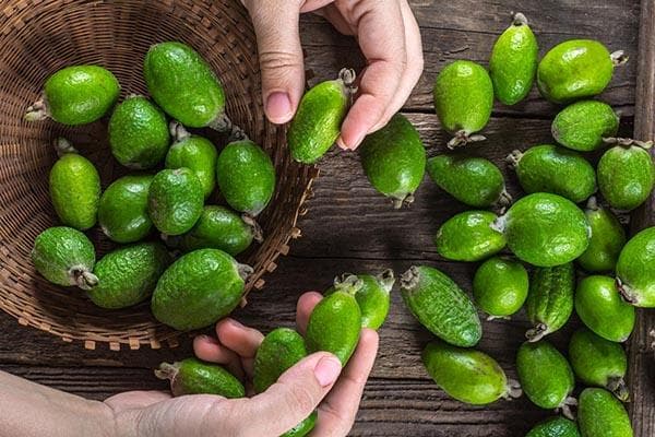 Maži feijoa vaisiai