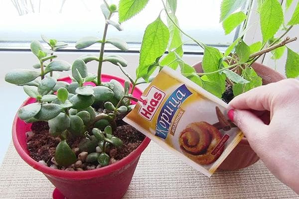 Cinamonas nuo dygliuočių gėlių vazonuose