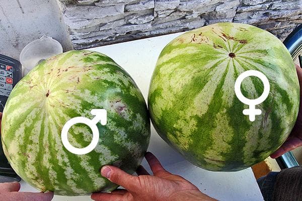 Arbūzo berniukas ir arbūzo mergaitė