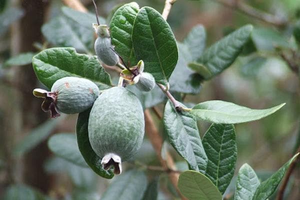 Feijoa vaisiai ant medžio