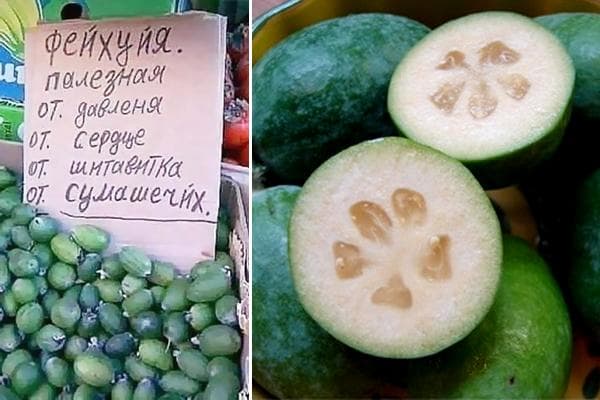 Feijoa