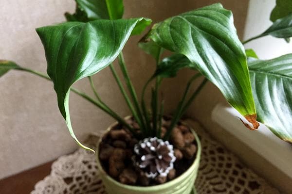 Spathiphyllum blogai auga