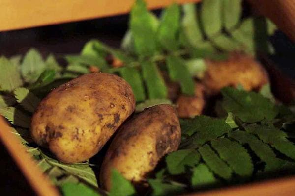 Bulvių laikymas šermukšnio lapuose