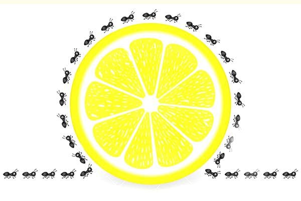 Citrina skruzdėlėms